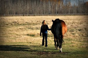 horse-1855480_960_720